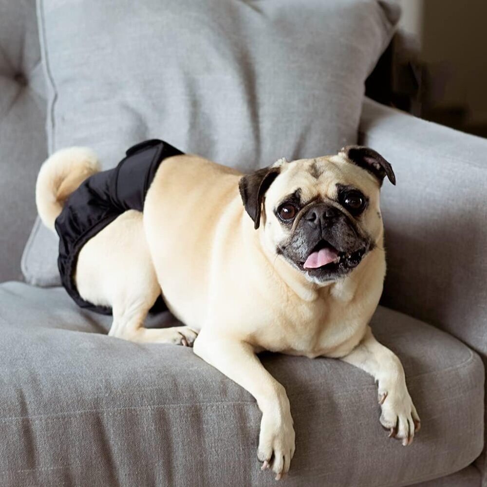 Pet Parents® Washable Dog Diapers (3pack) (Small, Black)